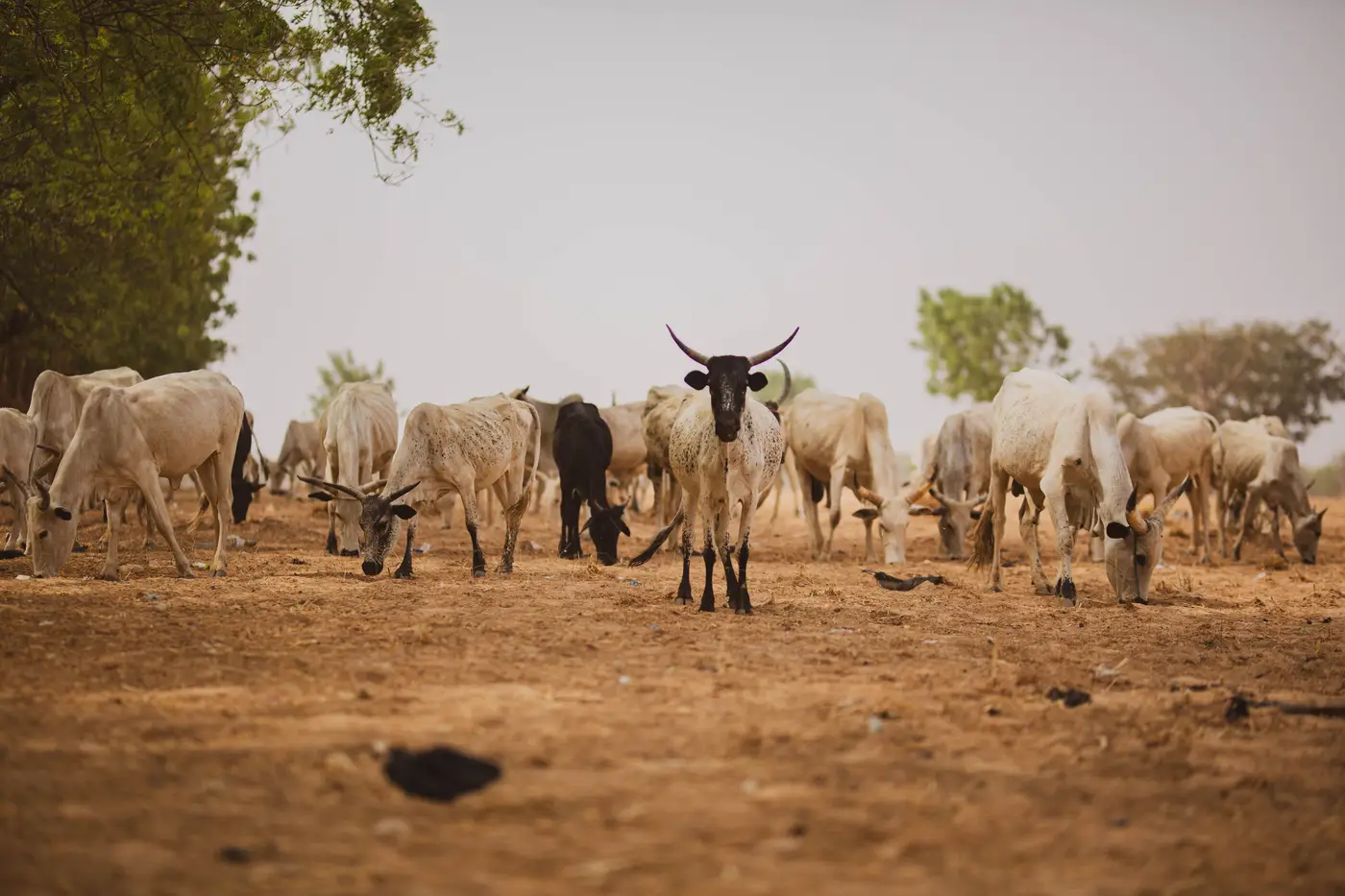 A herd of cattle grazing on bare dry ground among scattered trees.